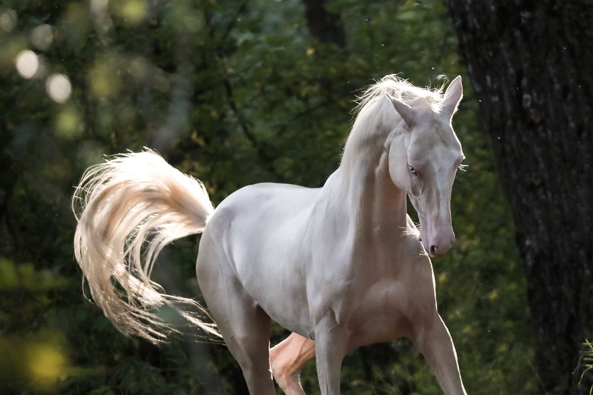 Akhal-Teke: Meet the Heavenly Horses