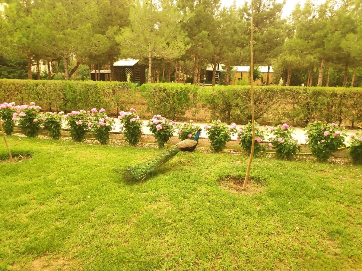 A peacock walking in a green garden with blooming bushes and trees in Turkmenistan