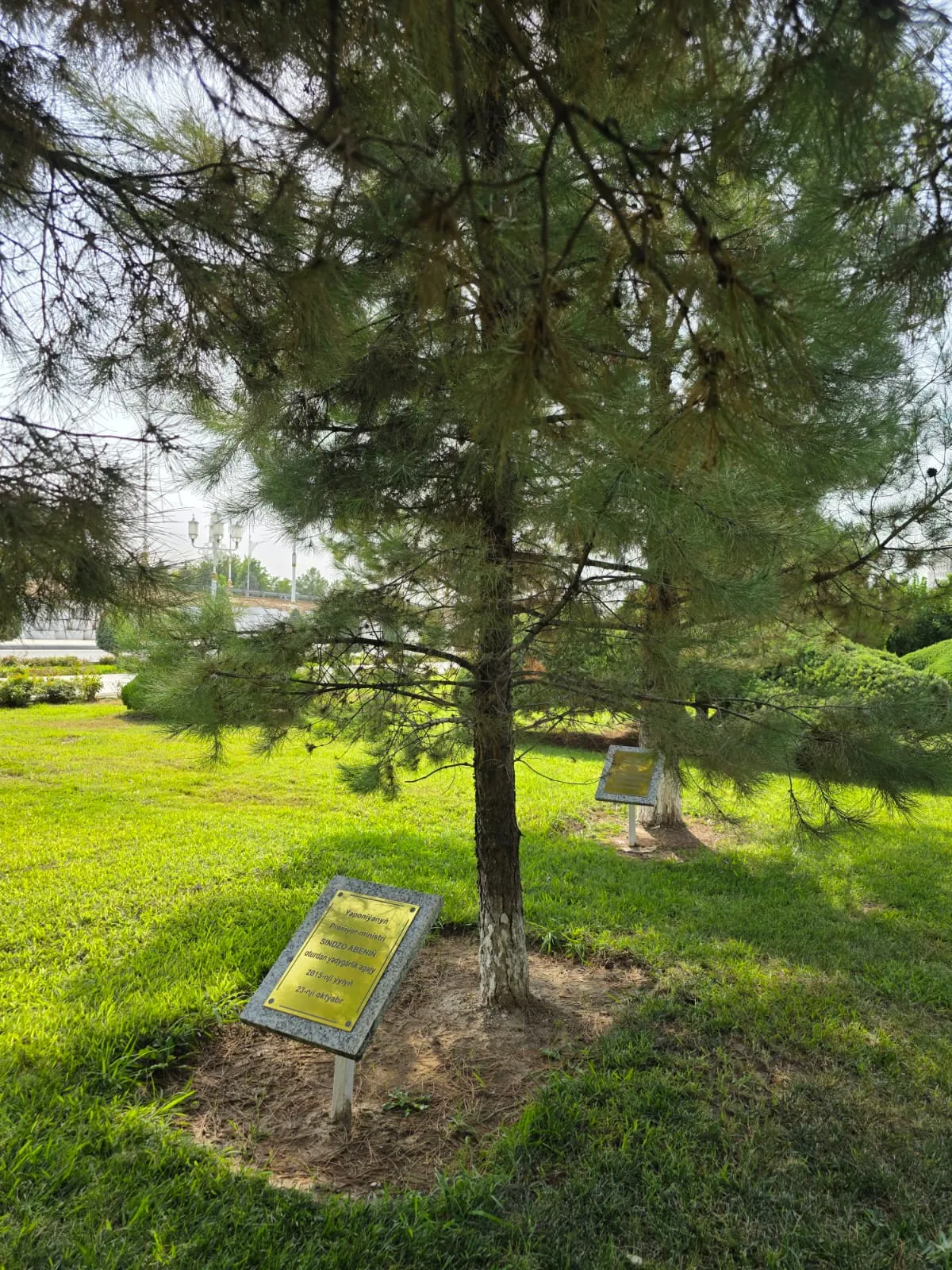 Commemorative tree planted by Prime Minister of Japan Shinzo Abe in Ashgabat, Turkmenistan