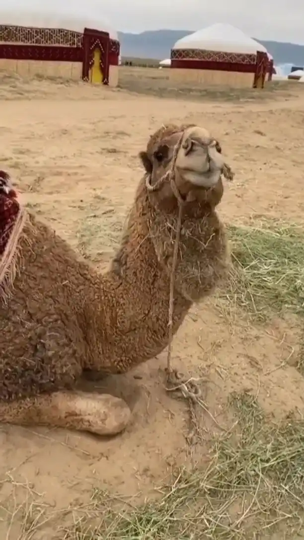Turkmen camel sitting on sand near a yurt camp; steppe and distant hills in the background — authentic Turkmenistan experience.