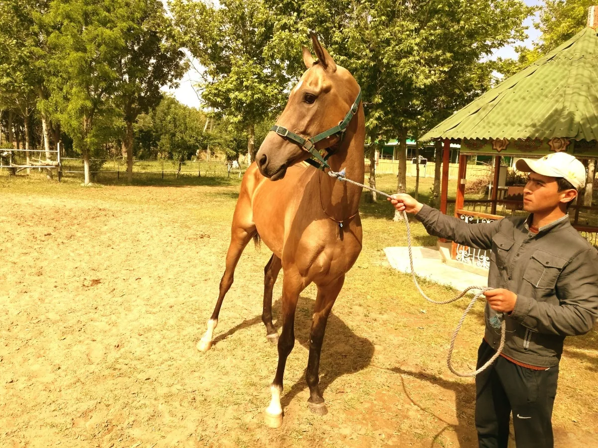 Akhal-Teke horse at a stable in Turkmenistan with a handler holding the lead rope