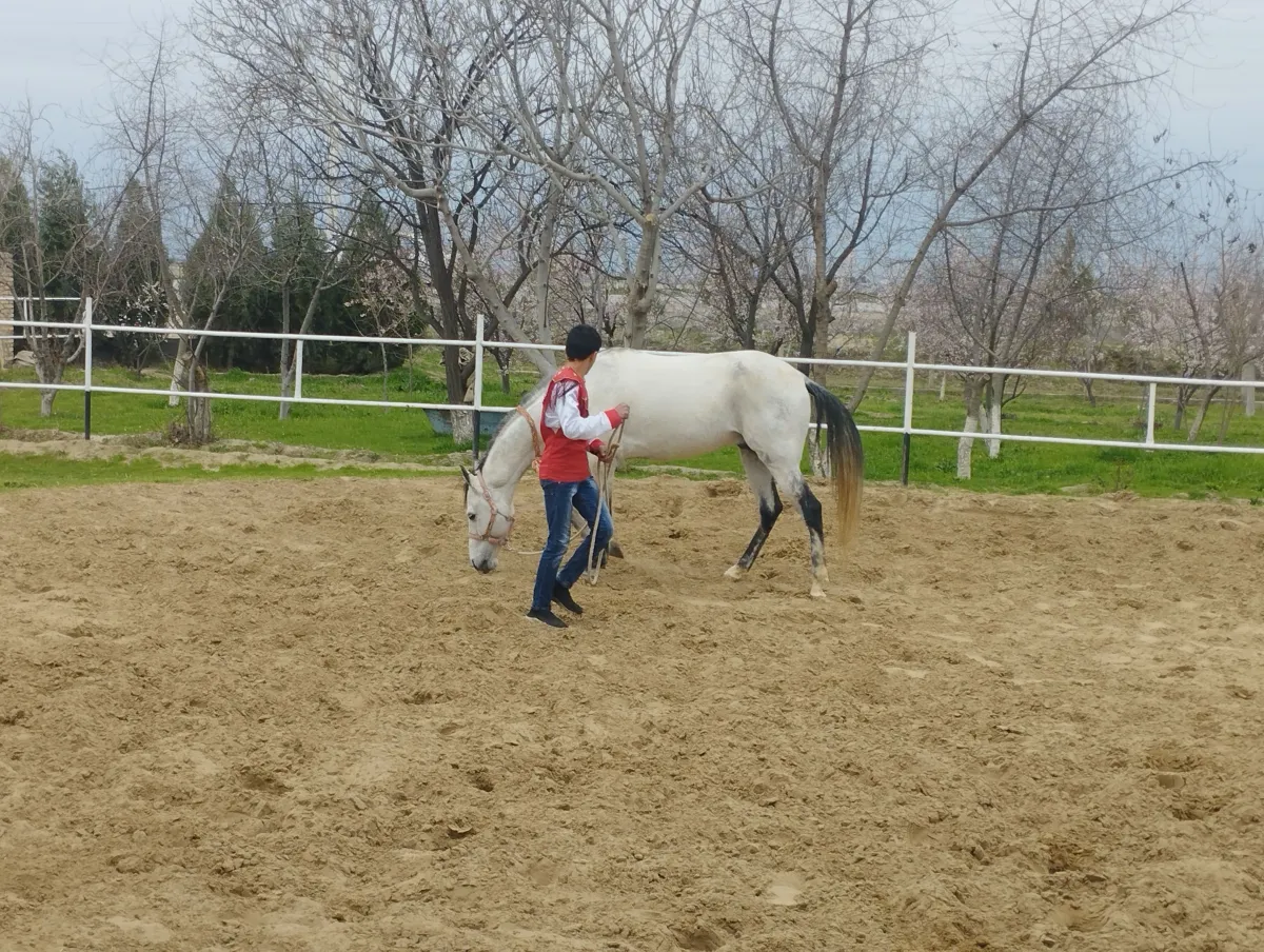 Akhal-Teke horse and trainer in a red traditional vest in an arena, Ashgabat, Turkmenistan