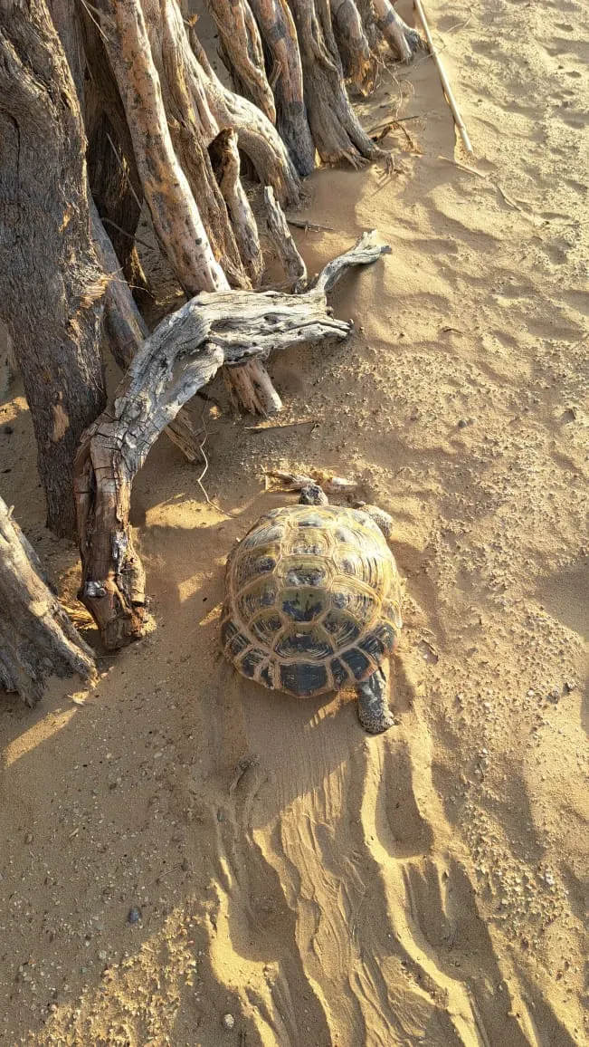 Central Asian tortoise crawling on the sand next to a wooden fence in the Karakum Desert, Turkmenistan